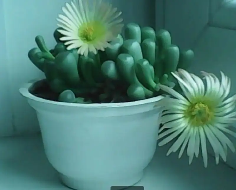 Продам суккулент - Растения (Хобби и отдых) в Ульяновск