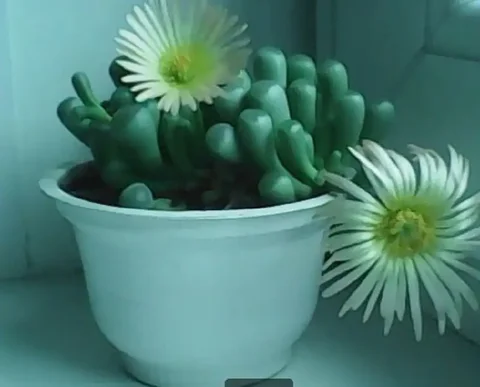 Продам суккулент - Нумизматика в Ульяновск