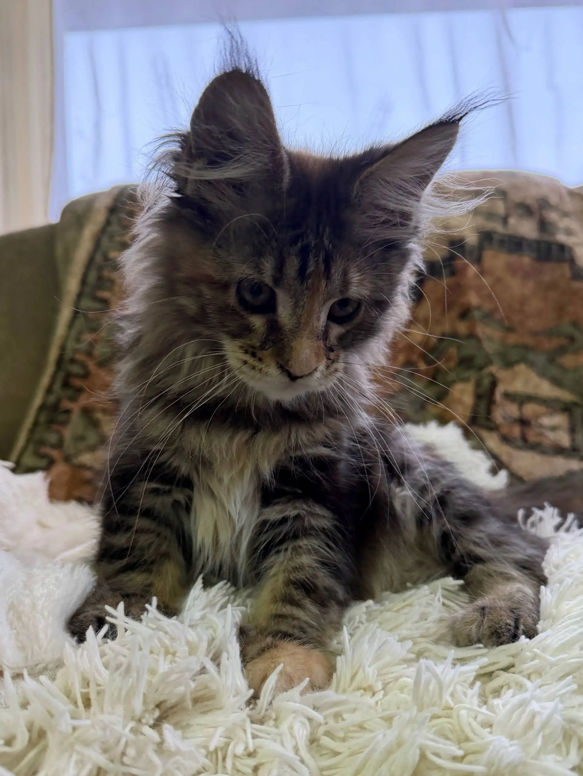 Продажа котенка мейн-кун 3,5 месяца - Кошки (Животные) в Ульяновск