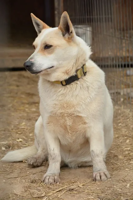 Умка. Миниатюрная собачка ищет дом - частное объявление в Ульяновск