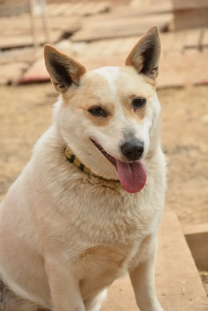 Умка. Миниатюрная собачка ищет дом - Собаки (Животные) в Ульяновск