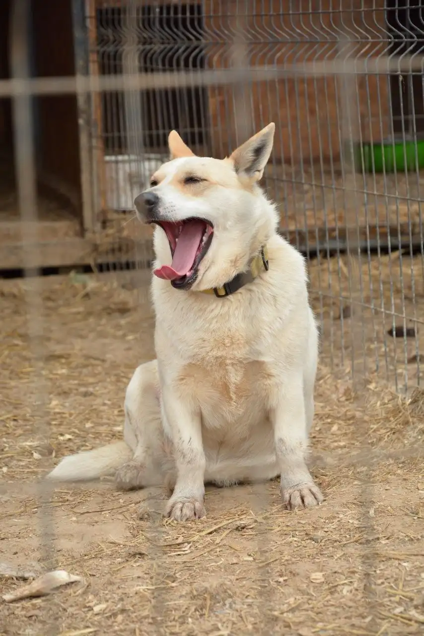 Умка. Миниатюрная собачка ищет дом - Собаки (Животные) в Ульяновск