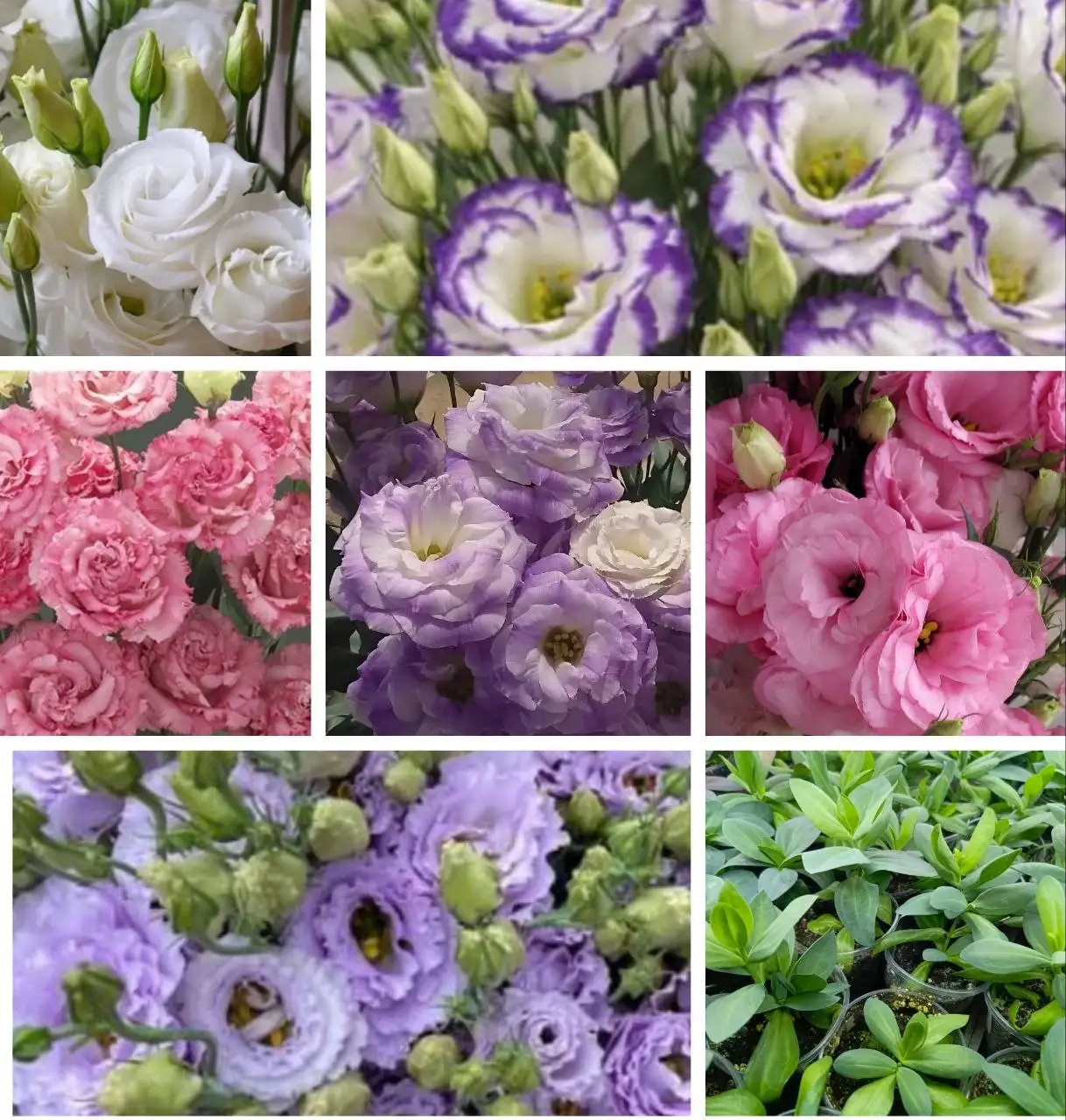 Рассада эустомы - Садоводство (Хобби и отдых) в Ульяновск