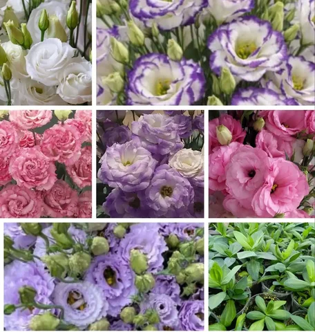 Рассада эустомы - частное объявление в Ульяновск