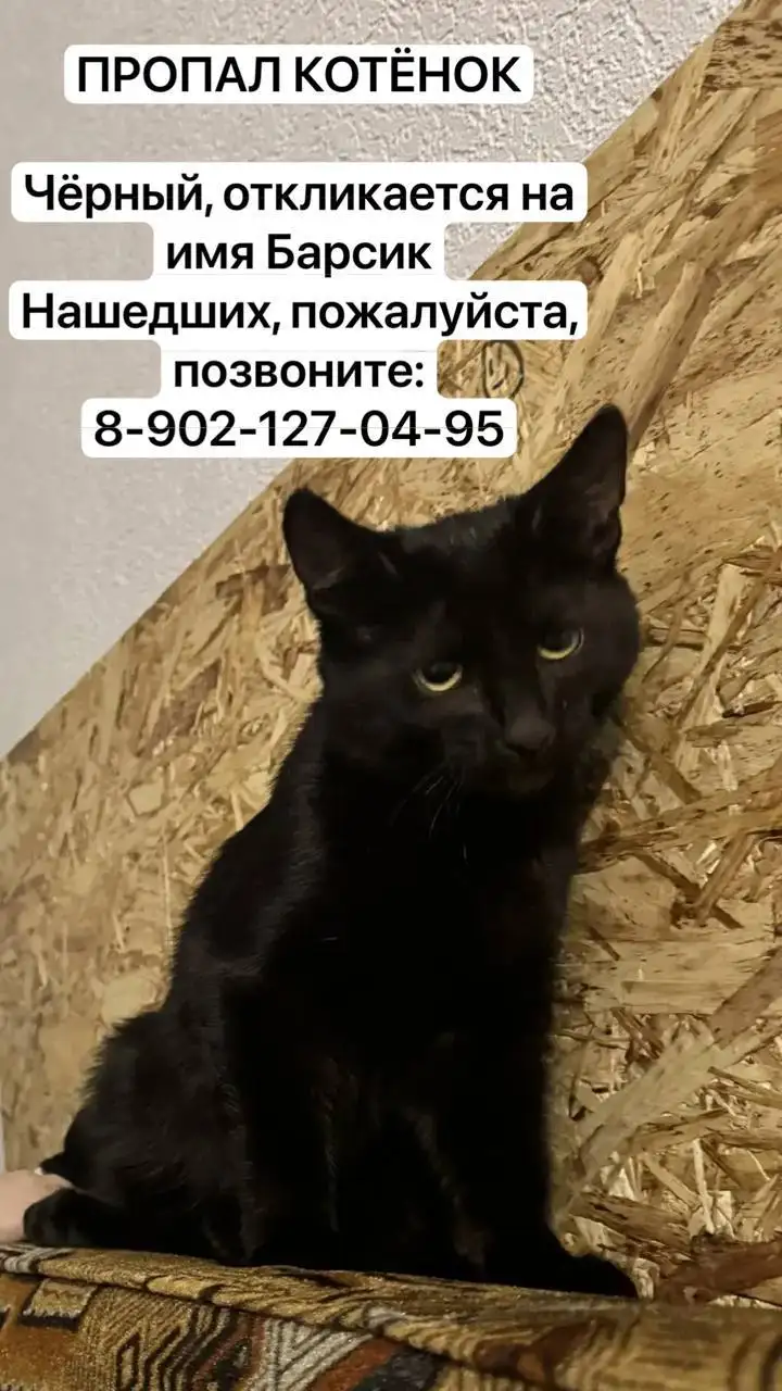 Пропал чёрный котёнок Барсик - Животные в Ульяновск