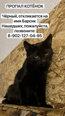 Пропал чёрный котёнок Барсик - Животные в Ульяновск