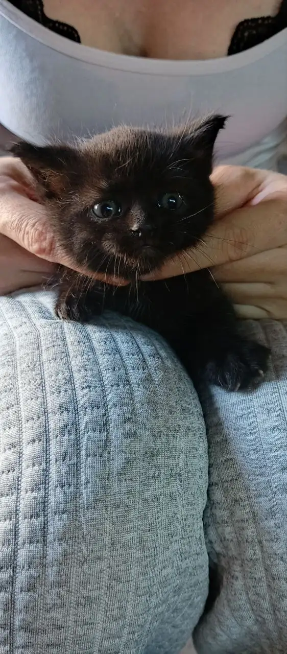 Котенок в добрые руки - Животные в Ульяновск