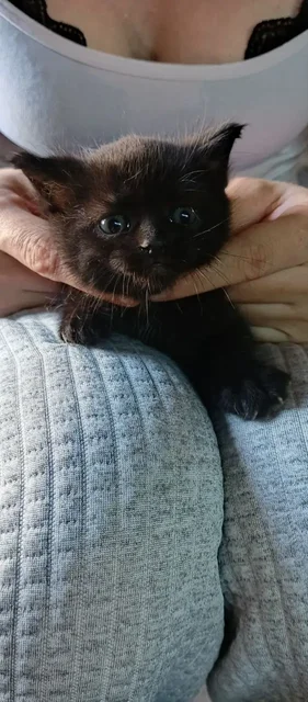 Котенок в добрые руки - Животные в Ульяновск