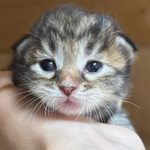 Мимишный котик курильский бобтейл - частное объявление в Ульяновск
