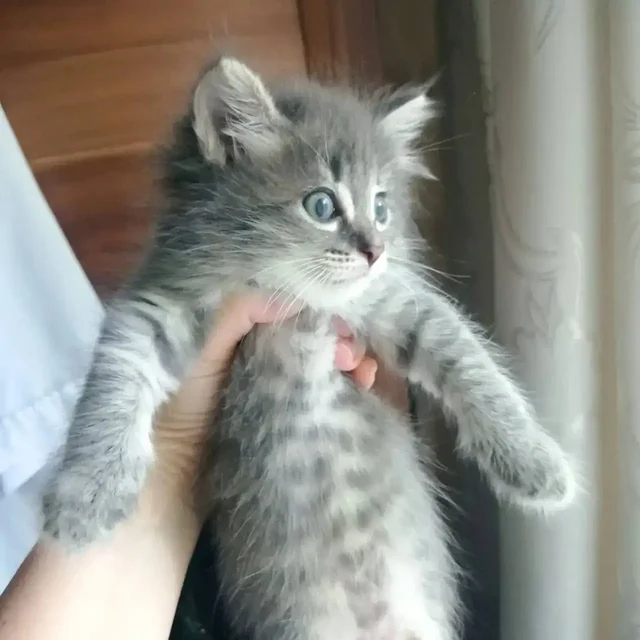 Котенок в добрые руки - Животные в Ульяновск