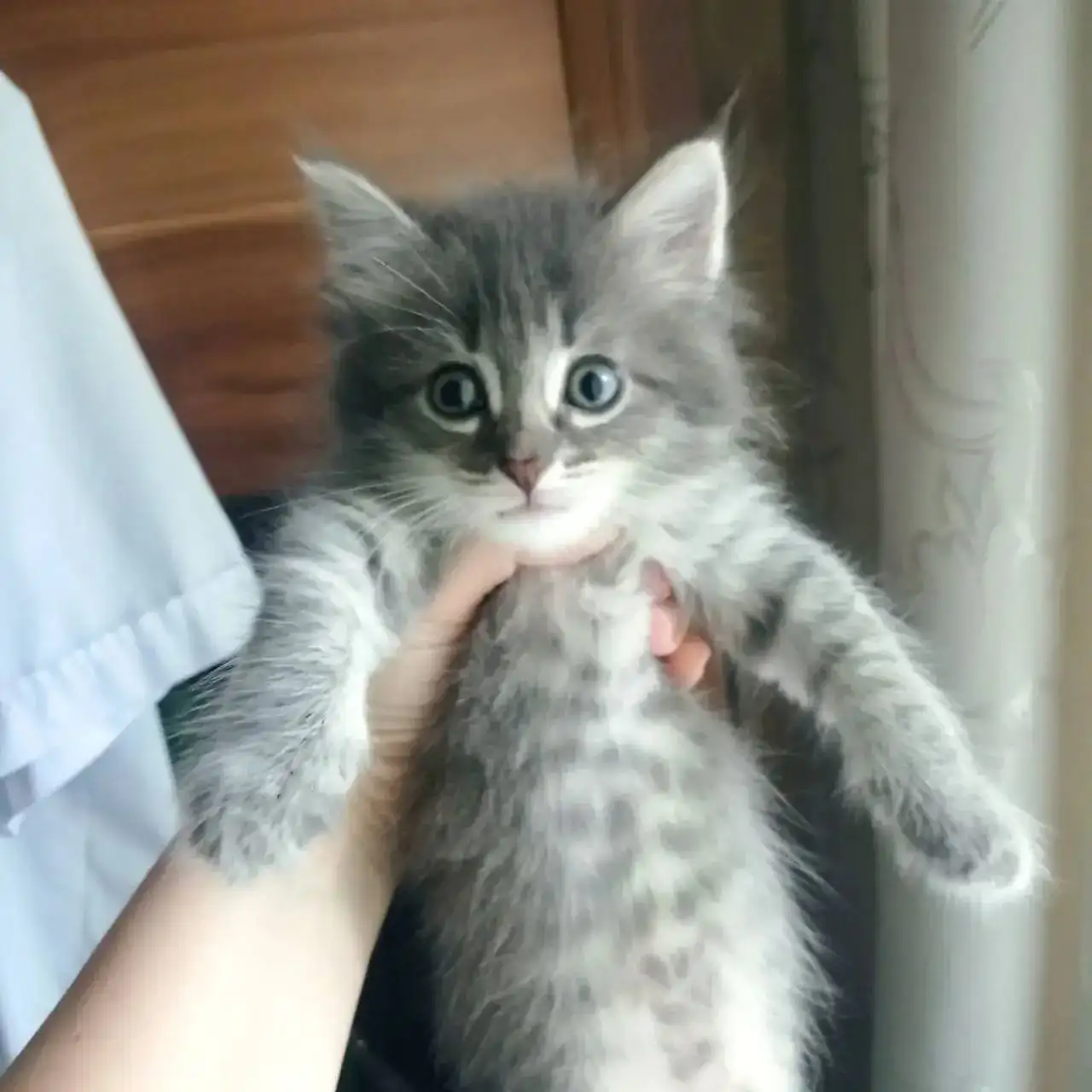 Котенок в добрые руки - Кошки (Животные) в Ульяновск
