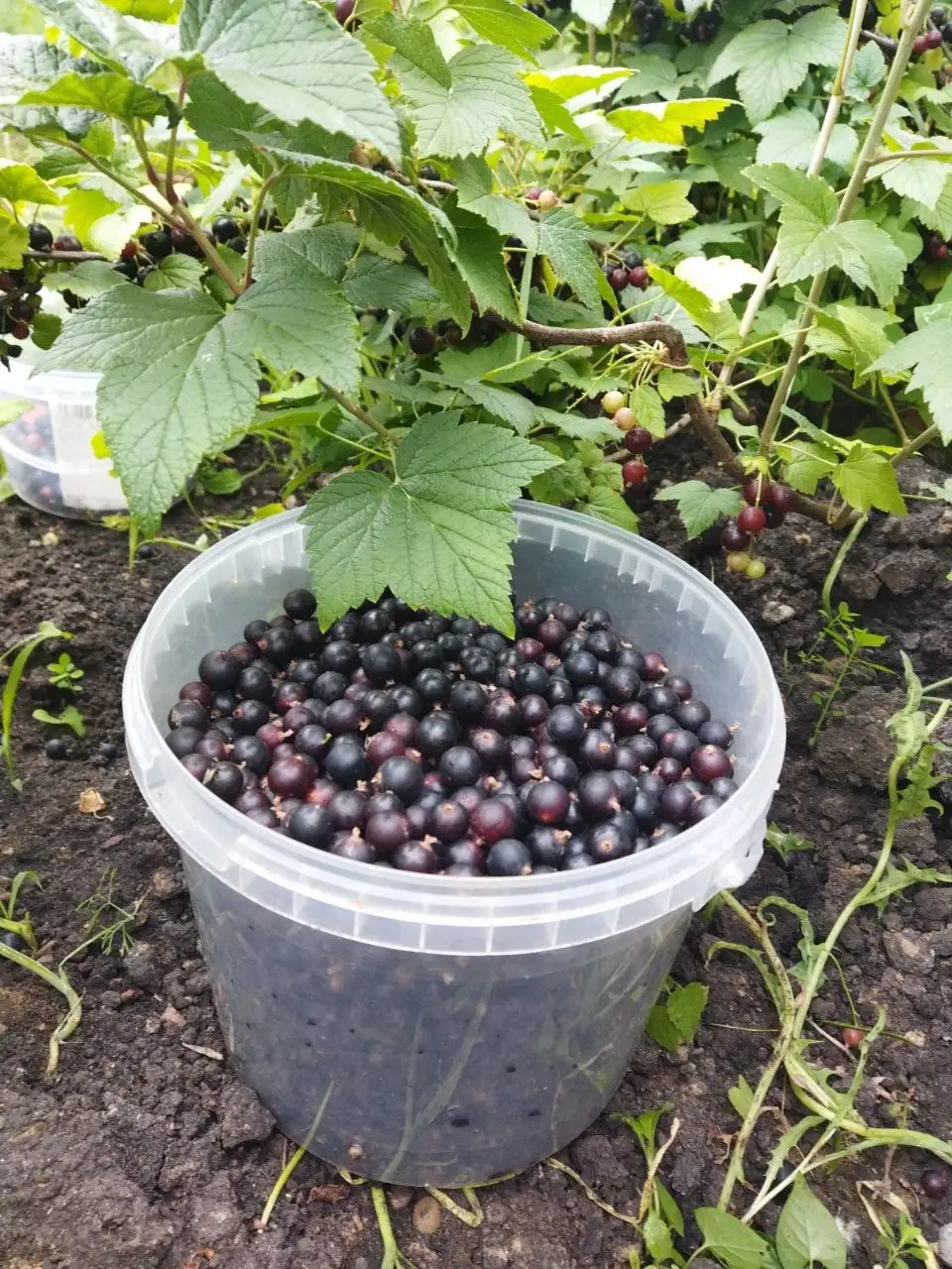 Крупная смородина сорт Голубка - Продукты и напитки (Барахолка) в Ульяновск