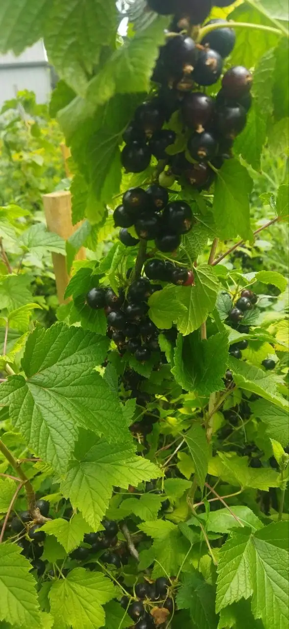 Крупная смородина сорт Голубка - Продукты и напитки (Барахолка) в Ульяновск
