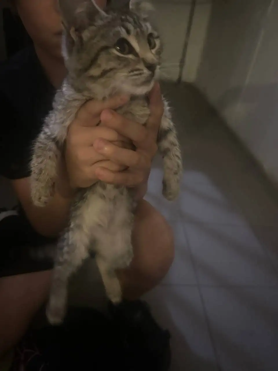 Отдам котёнка в добрые руки - Кошки (Животные) в Ульяновск
