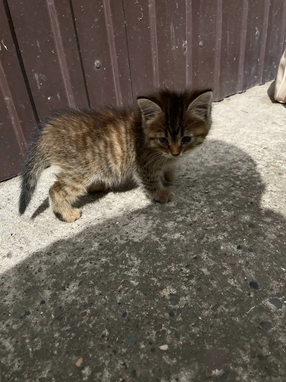 Котёнок табби ищет дом - Кошки (Животные) в Ульяновск