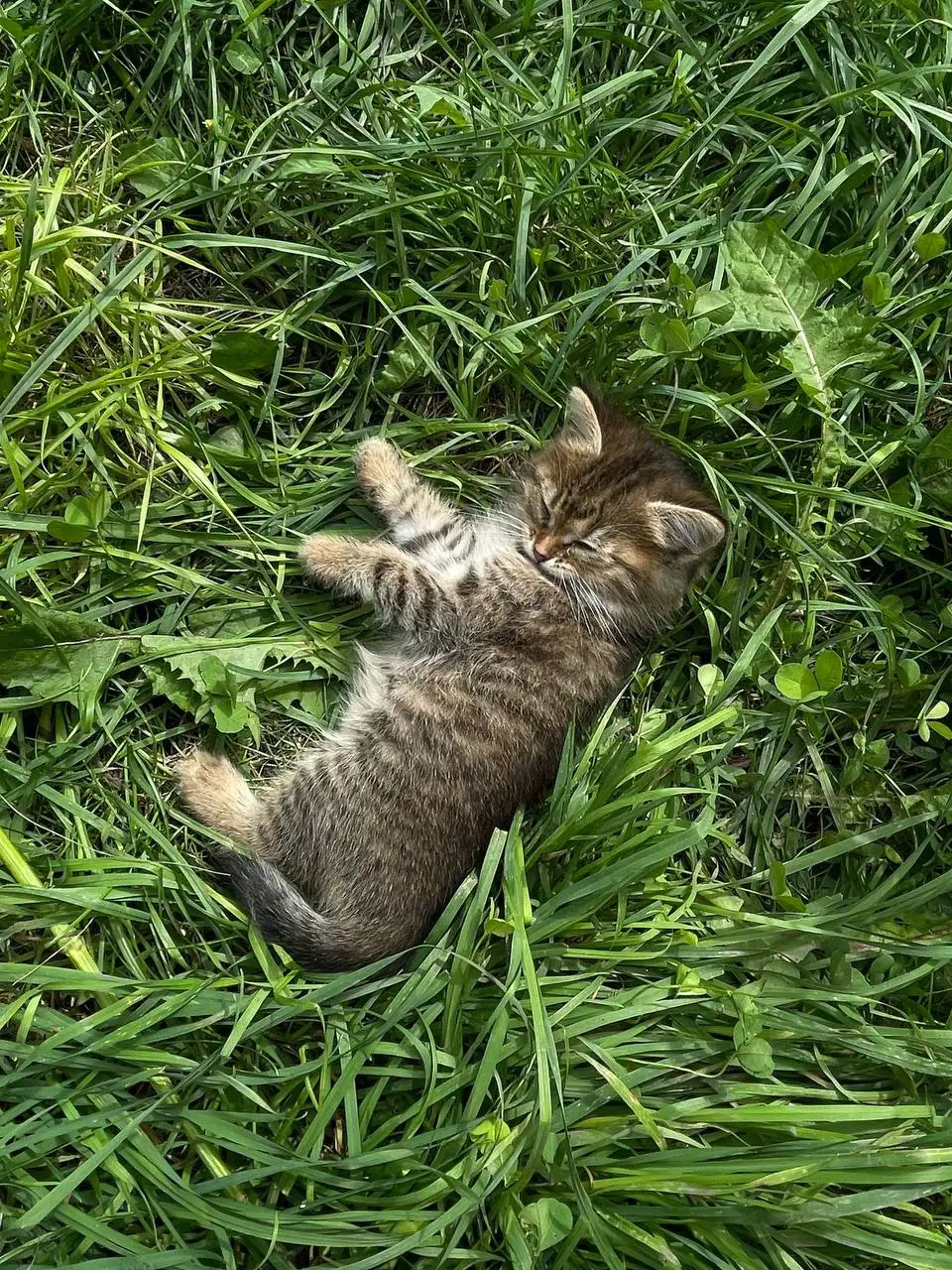 Котёнок табби ищет дом - Кошки (Животные) в Ульяновск
