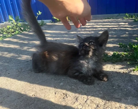 Срочно нужен дом котенку - частное объявление в Ульяновск
