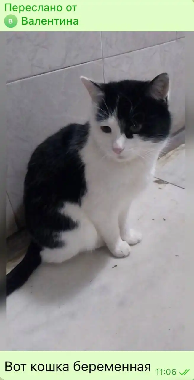 Срочно ищем дом для 2 кошечек и кота