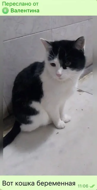 Срочно ищем дом для 2 кошечек и кота - частное объявление в Ульяновск