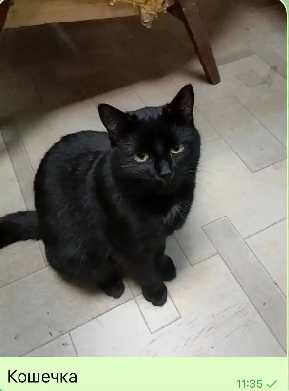 Срочно ищем дом для 2 кошечек и кота