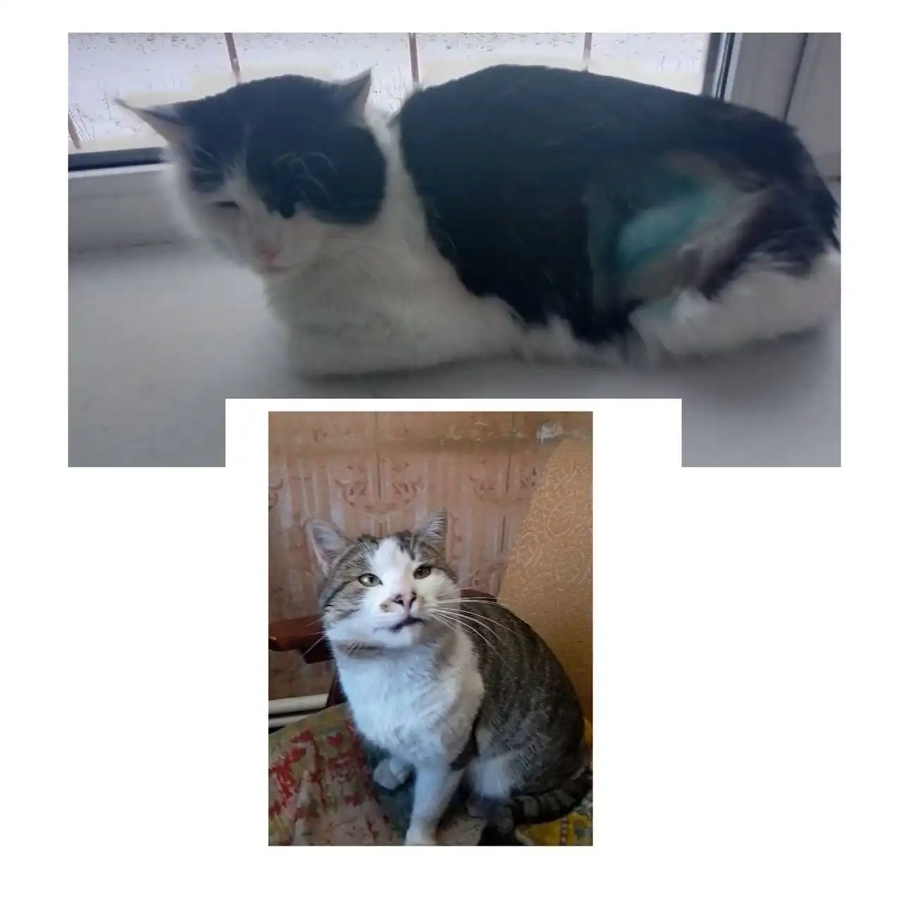 Срочно ищем дом для кошечки и кота