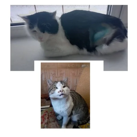 Срочно ищем дом для кошечки и кота - Животные в Ульяновск
