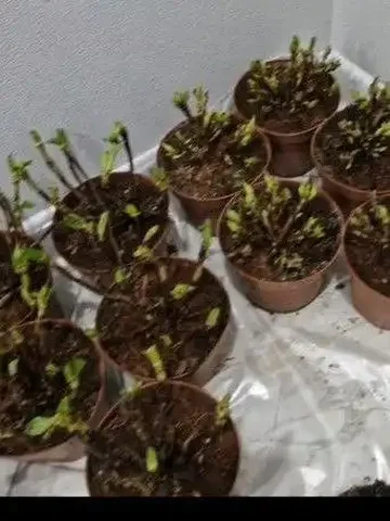 Продажа крупнолистной гортензии в горшке 14 - Хобби и отдых в Ульяновск