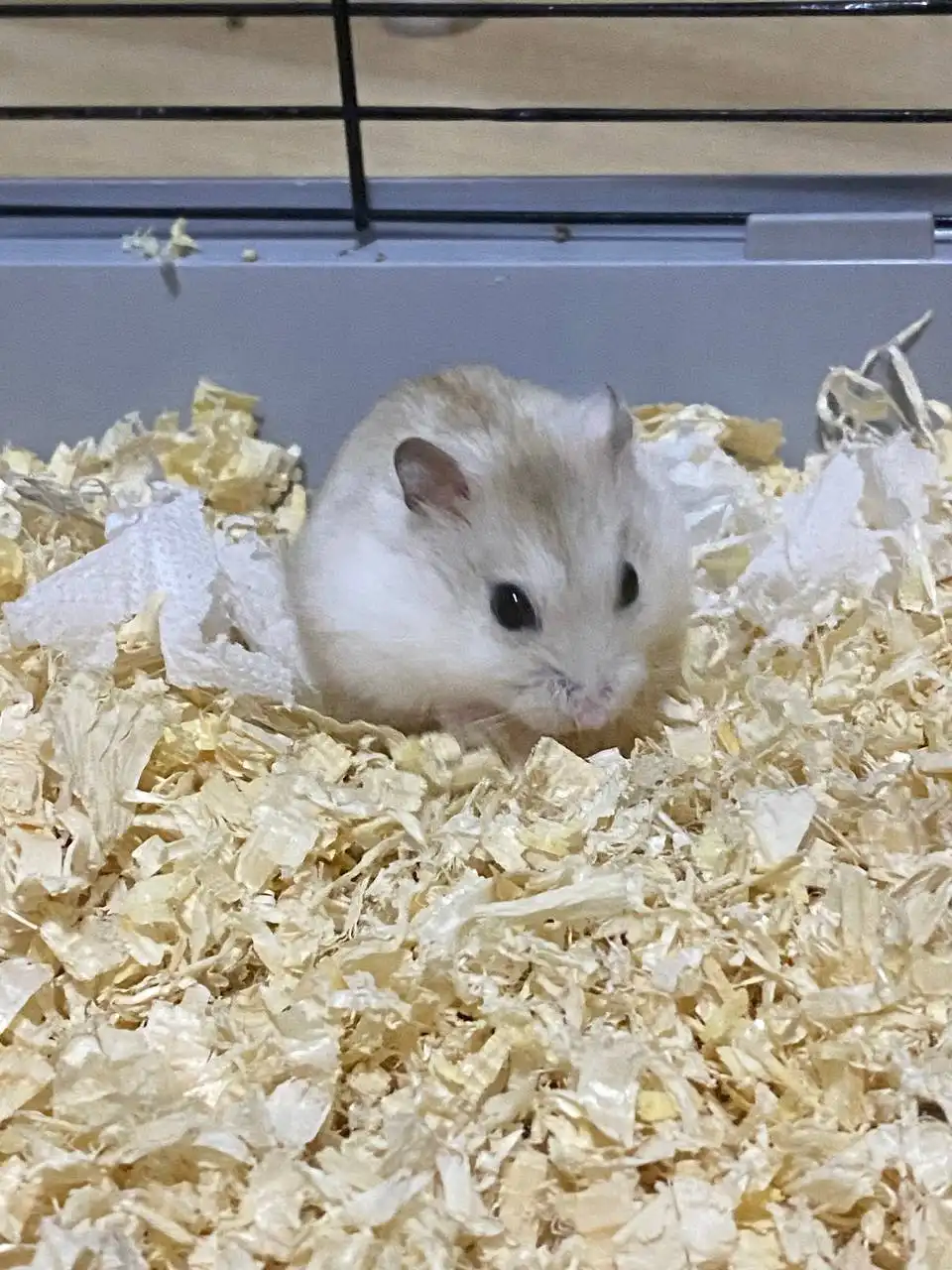 Хомяк с клеткой и аксессуарами