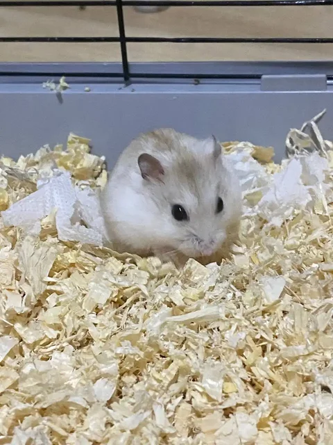 Хомяк с клеткой и аксессуарами - Животные в Ульяновск