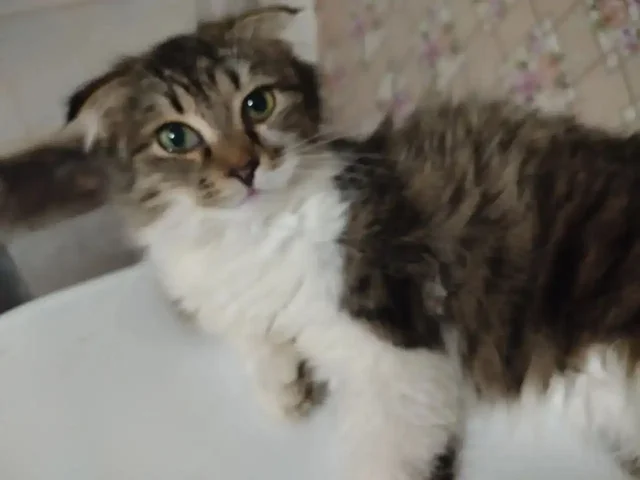 Кошки и коты в родные руки в Чечне - Животные в Чечня