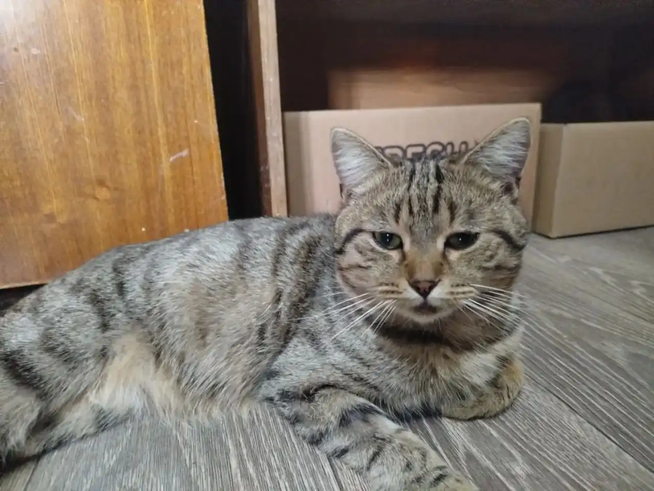 Кошки и коты в родные руки в Чечне