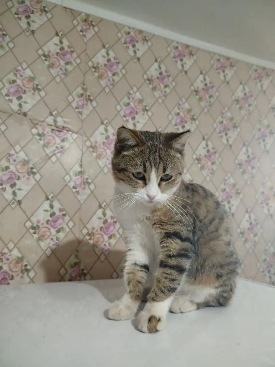 Кошки и коты в родные руки в Чечне