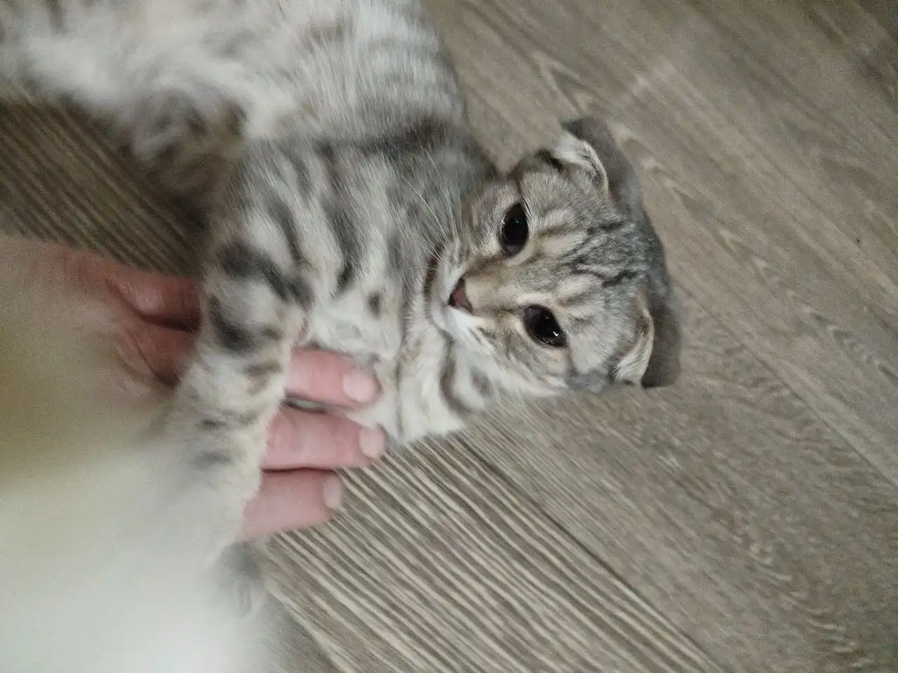 Кошки и коты в родные руки в Чечне