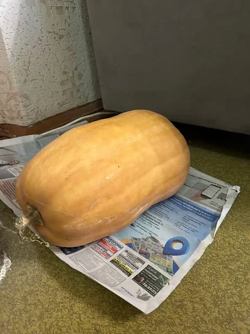 Продажа тыквы в Ульяновске - Барахолка в Ульяновск