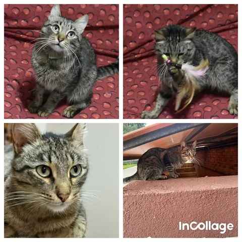 Пристройство молодого котика в любящую семью - Животные в Ульяновск