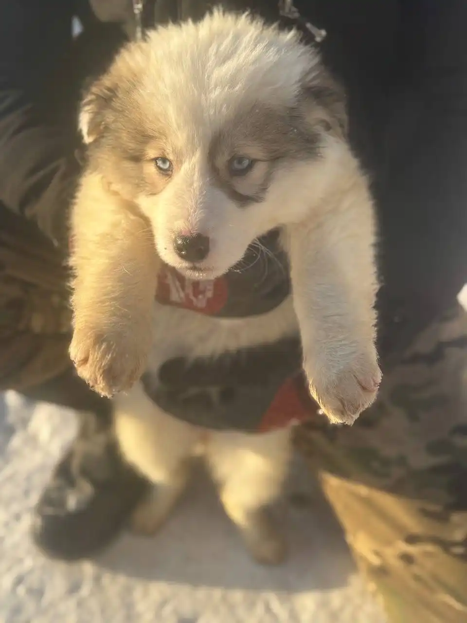 Продажа щенков хаски - Собаки (Животные) в Ульяновск