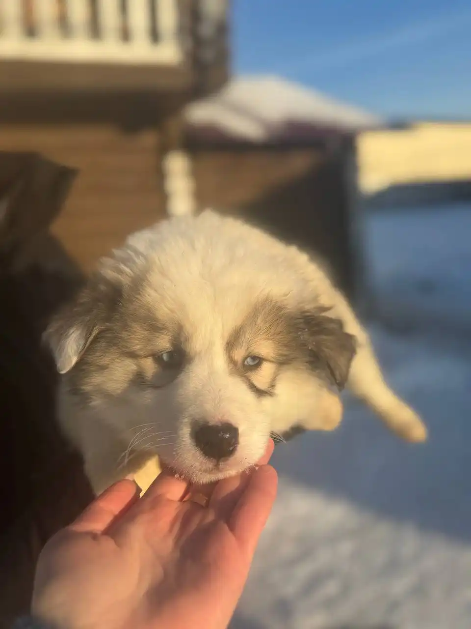 Продажа щенков хаски - Собаки (Животные) в Ульяновск