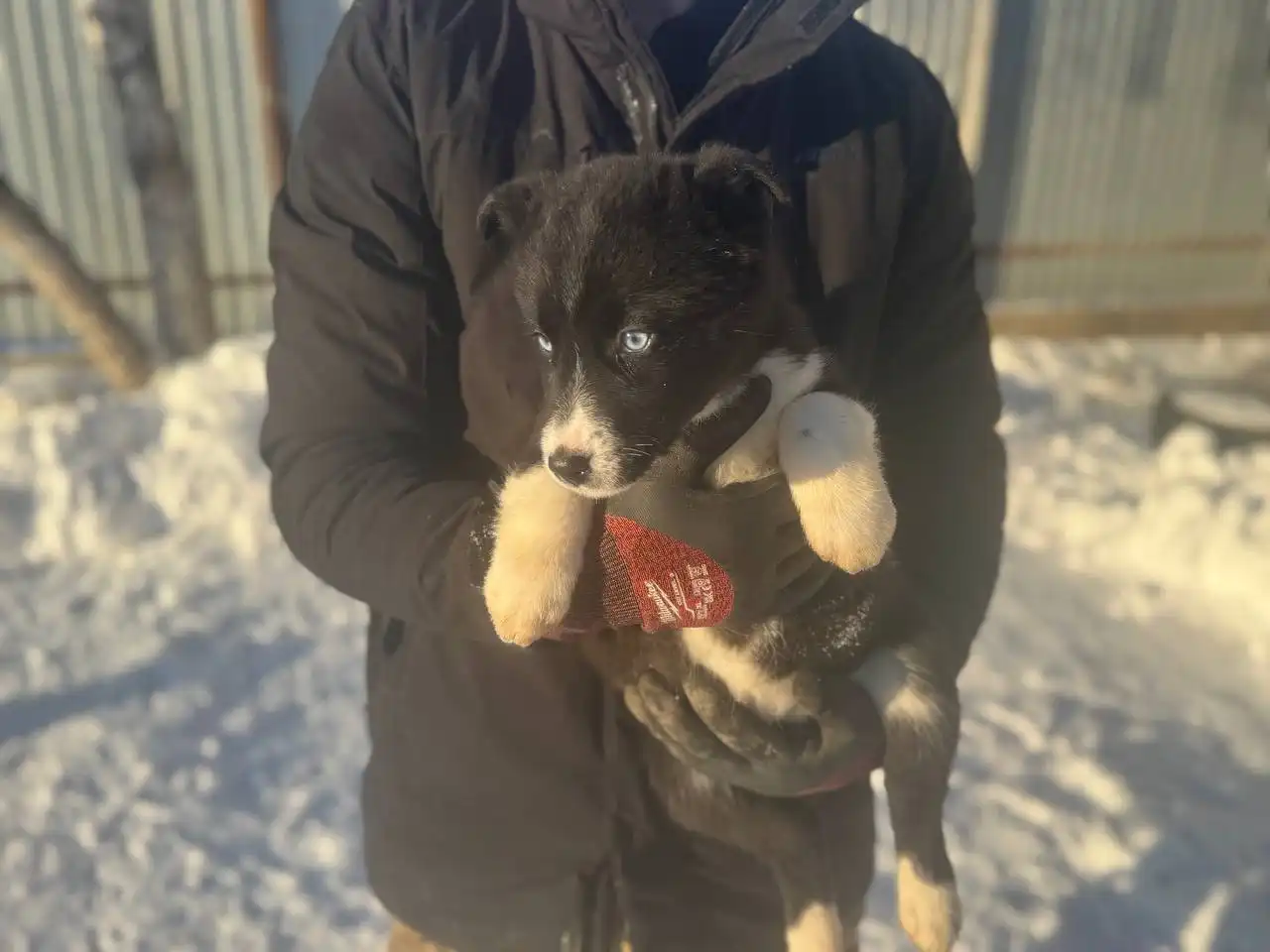 Продажа щенков хаски - Собаки (Животные) в Ульяновск