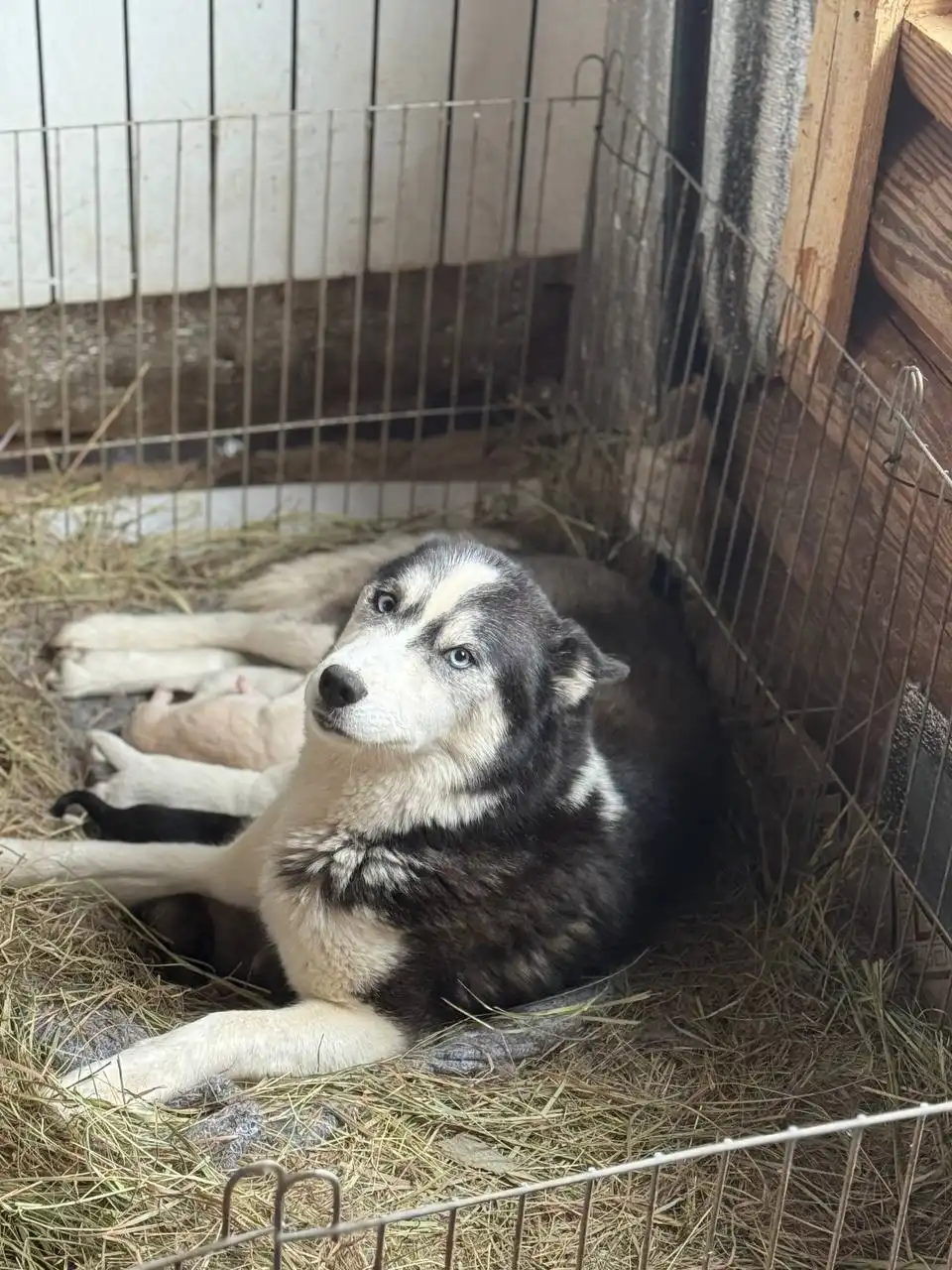 Продажа щенков хаски - Собаки (Животные) в Ульяновск