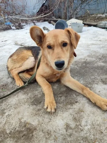 Сбор средств для кота Рыжульчика - Котята в Саратов