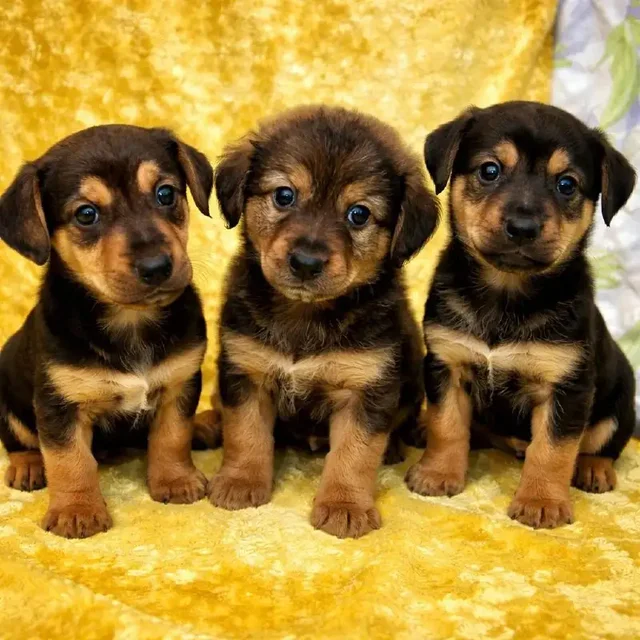 Срочный сбор на передержку пяти найденных щенков - Котята в Саратов