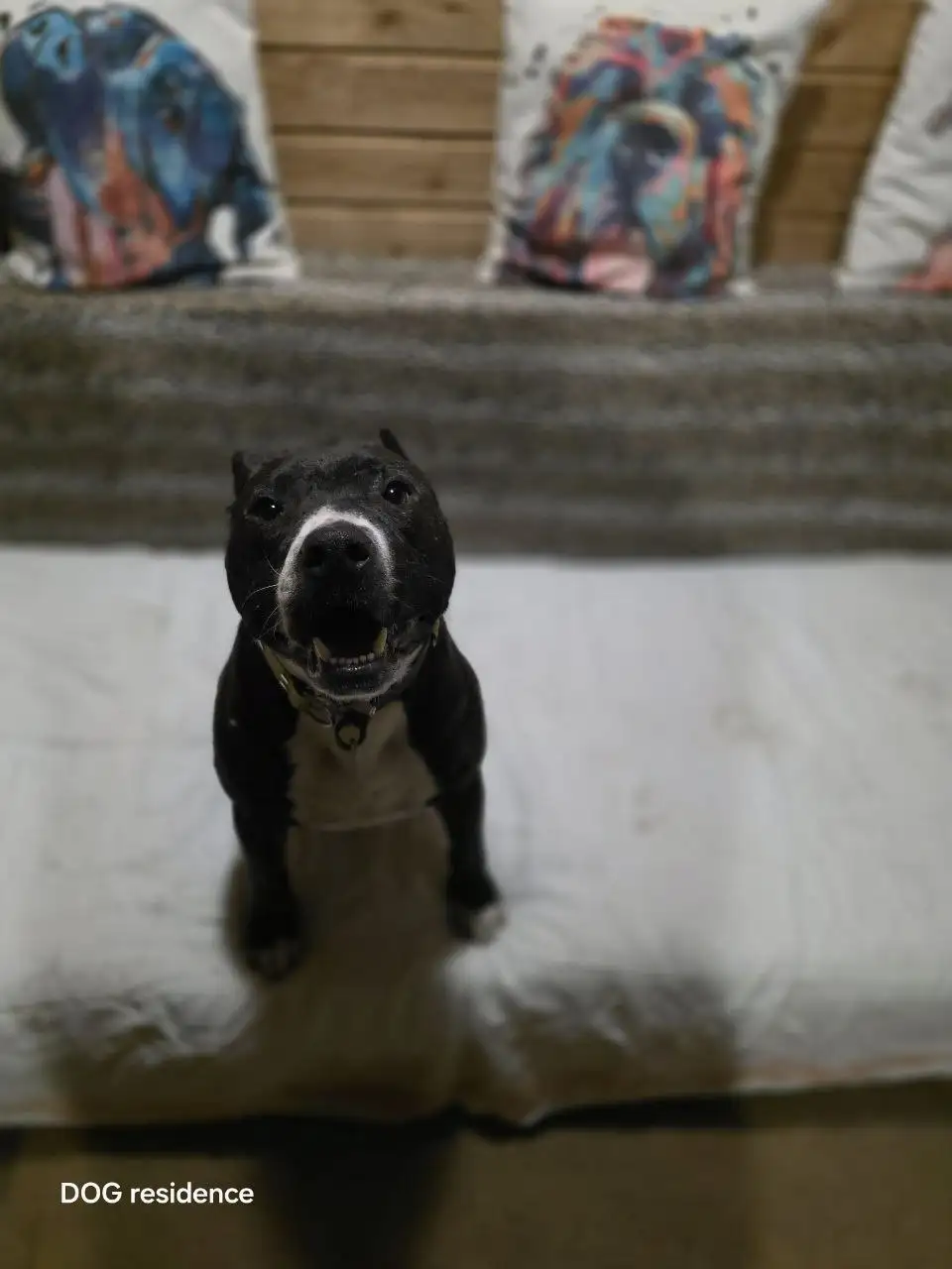 Сбор на передержку для собаки Ская - Передержка (Животные) в Широкополье