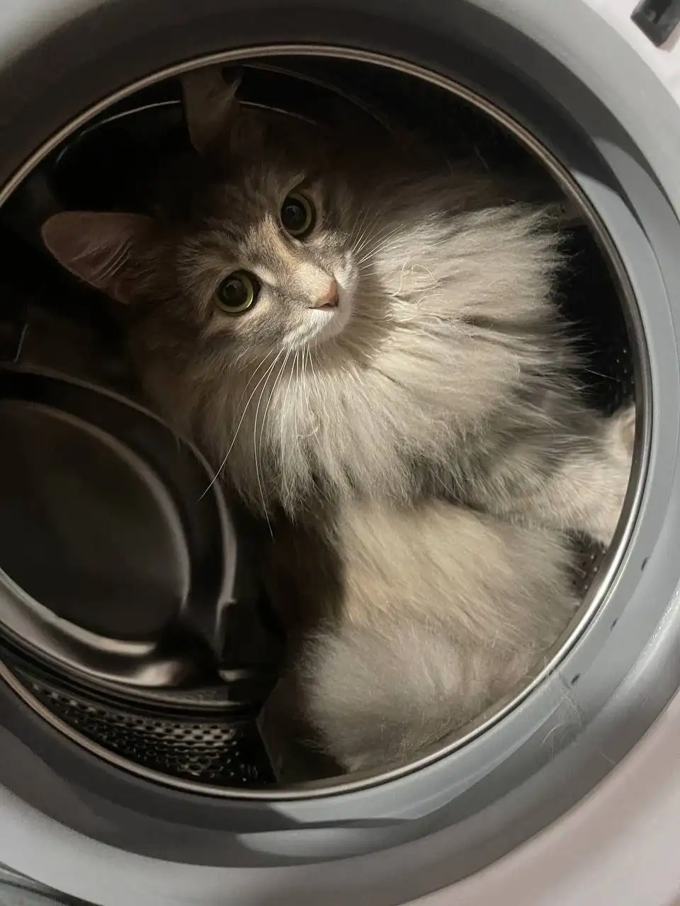 Сбор средств для кошки Шипы на оплату передержки - Кошки (Животные) в Саратов