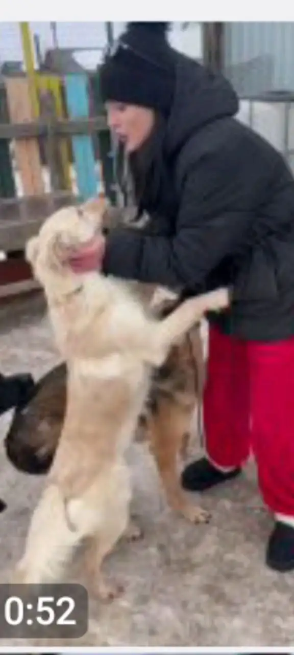 Помощь собаке Белочке в оплате передержки - Передержка (Животные) в Саратов