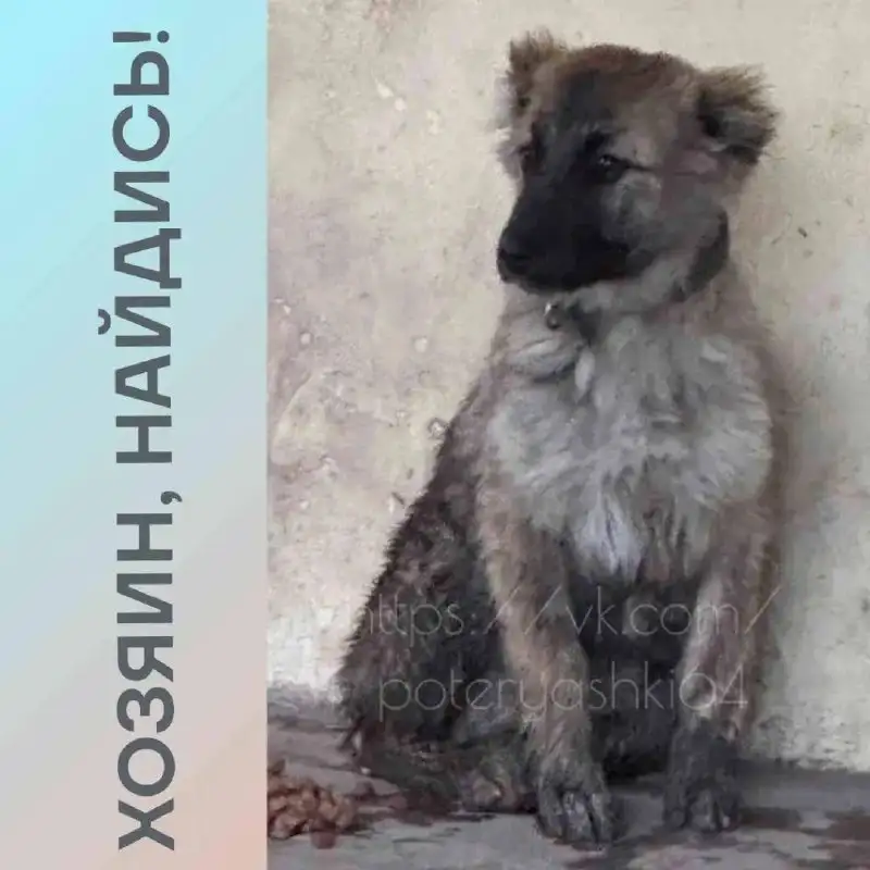 Найдена собака в Комсомольском поселке Саратова - Собаки (Животные) в Саратов