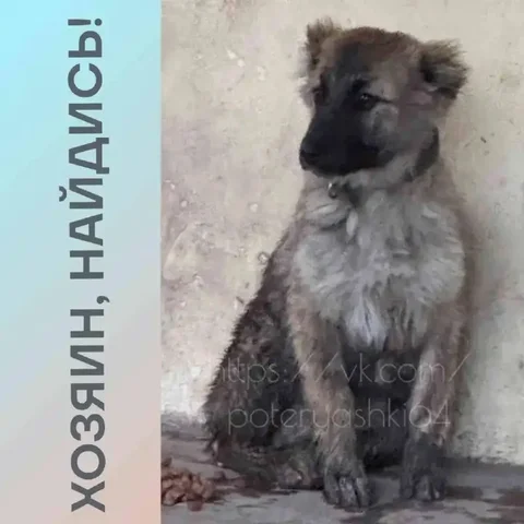 Найдена собака в Комсомольском поселке Саратова - Собаки в Саратов