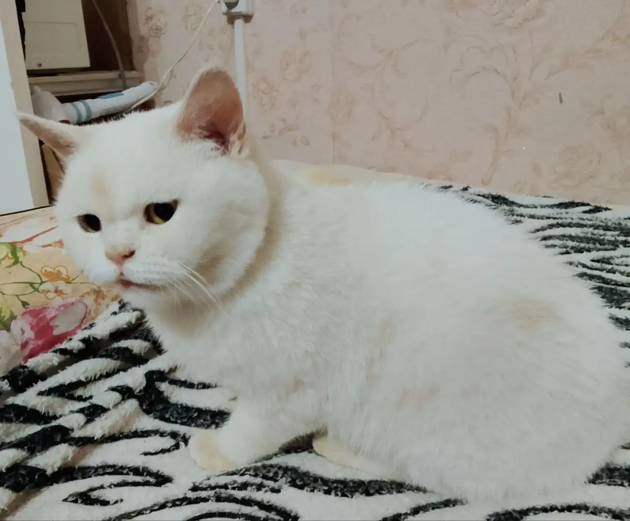 Кошка британка Белочка в добрые руки - Кошки (Животные) в Саратов