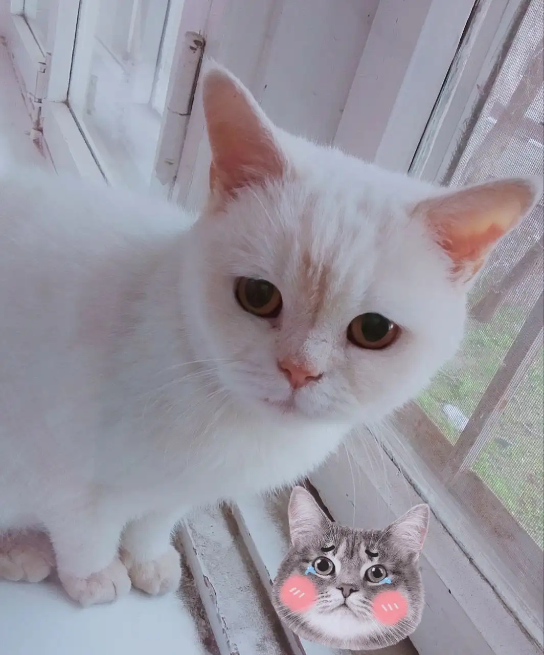 Кошка британка Белочка в добрые руки - Кошки (Животные) в Саратов