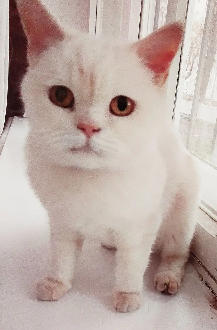 Кошка британка Белочка в добрые руки - Кошки (Животные) в Саратов