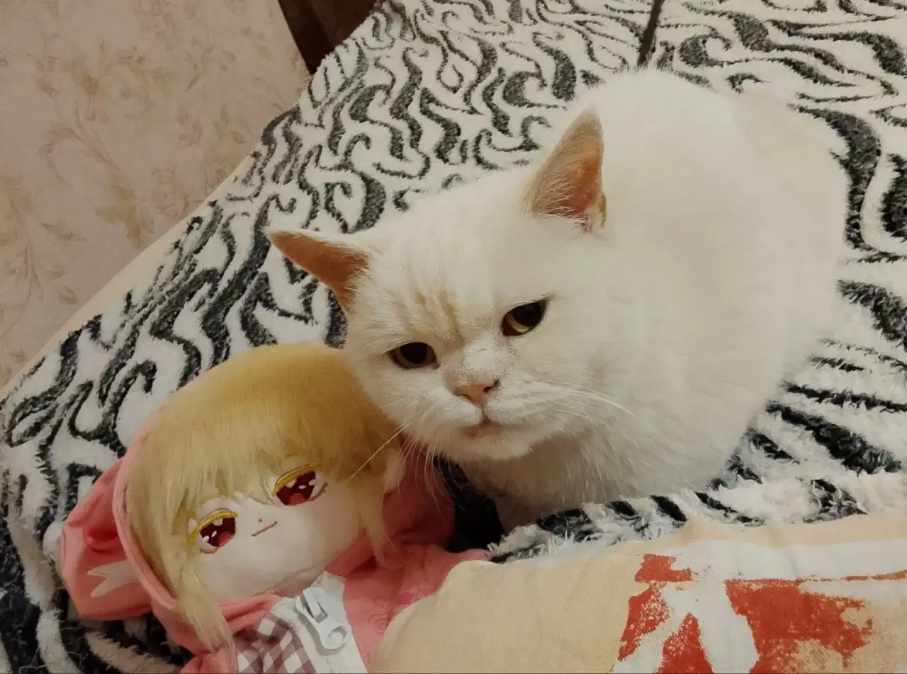 Кошка британка Белочка в добрые руки - Кошки (Животные) в Саратов